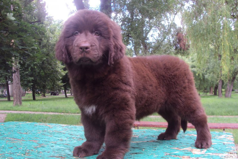 Фото: ньюфаундленд Big Sky Bear Kio Key