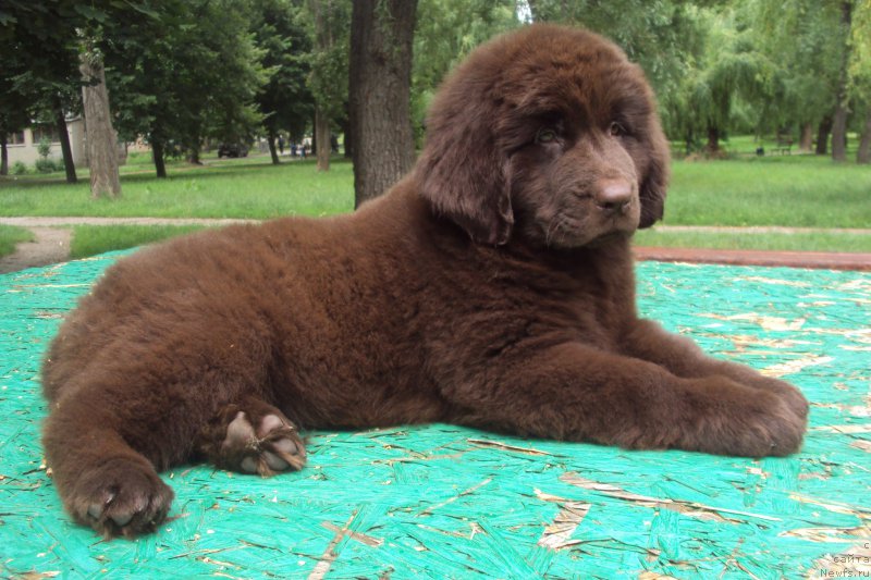 Фото: ньюфаундленд Big Sky Bear Kio Key