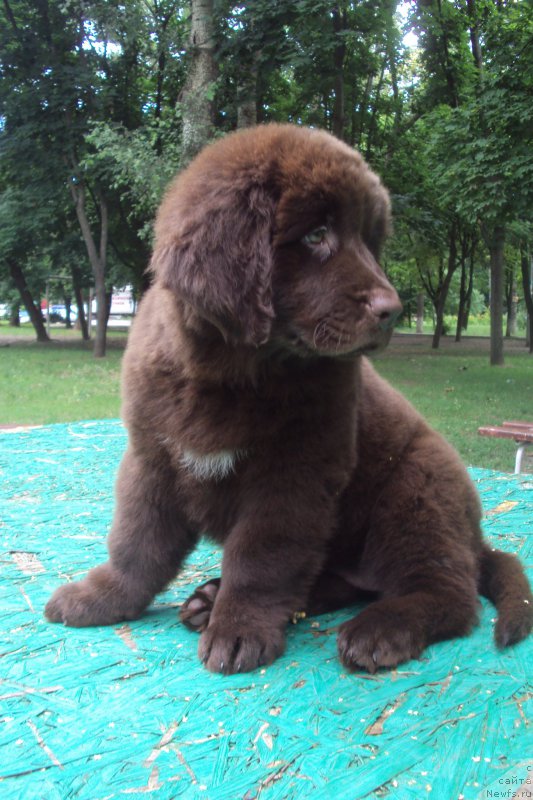 Фото: ньюфаундленд Big Sky Bear Kio Key