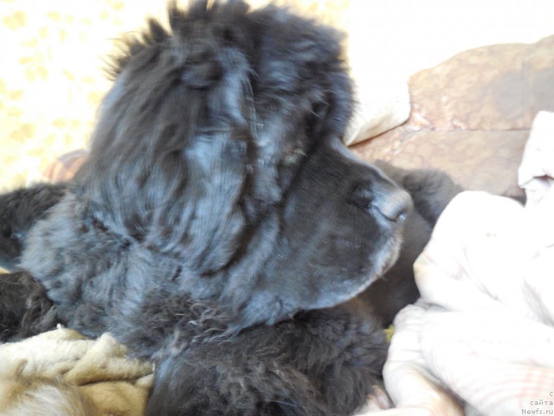 Фото: ньюфаундленд Ньюмаст Надин Нимфа Черного Озера (Nijumast Nadin Nimfa Chernogo Ozera)