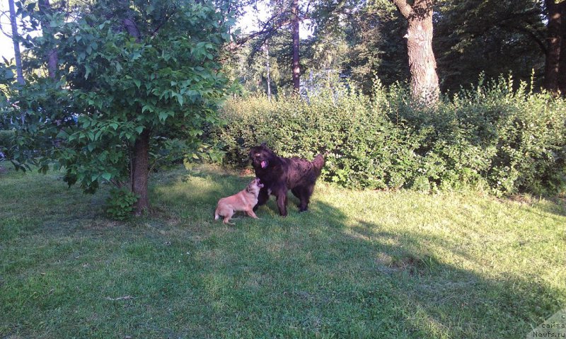 Фото: ньюфаундленд Сент Джонс Гвендолин Глориус Гарден