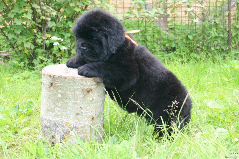 Фото: ньюфаундленд Черная Мафия Ше ис а Ладу (Chernaya Mafia She is a Lady)