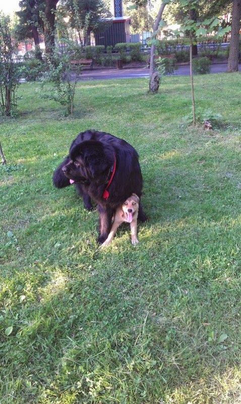 Фото: ньюфаундленд Сент Джонс Гвендолин Глориус Гарден