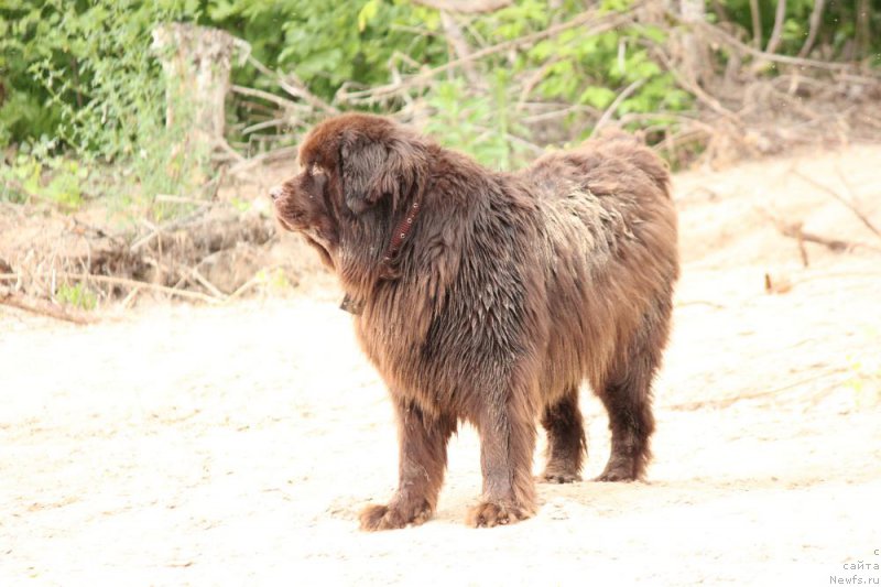Фото: ньюфаундленд Звездная Тоскана Лесная Раскрасавица