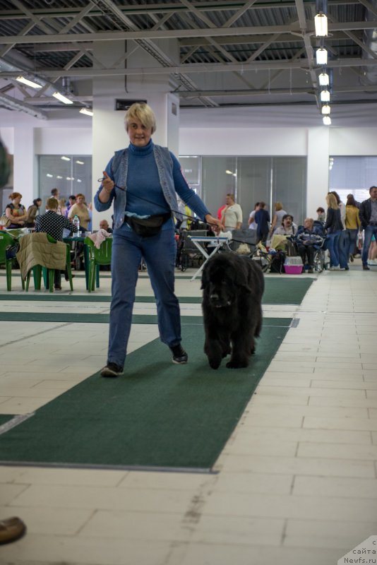 Фото: ньюфаундленд Фанньюф Улетная Девчонка (Funnewf Uletnaya Devchenka)