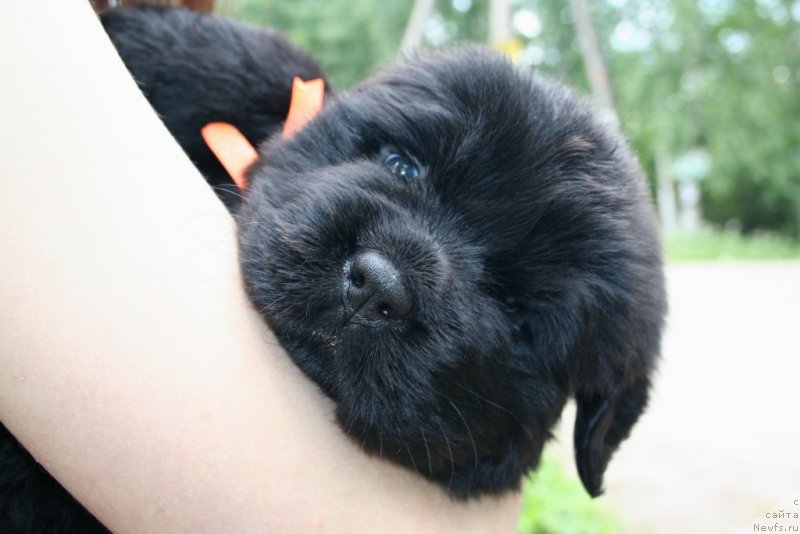 Фото: ньюфаундленд Черная Мафия Ше ис а Ладу (Chernaya Mafia She is a Lady)