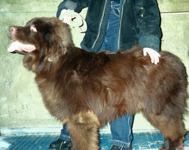 Фото: ньюфаундленд Петер-Беар Лакки Стар
