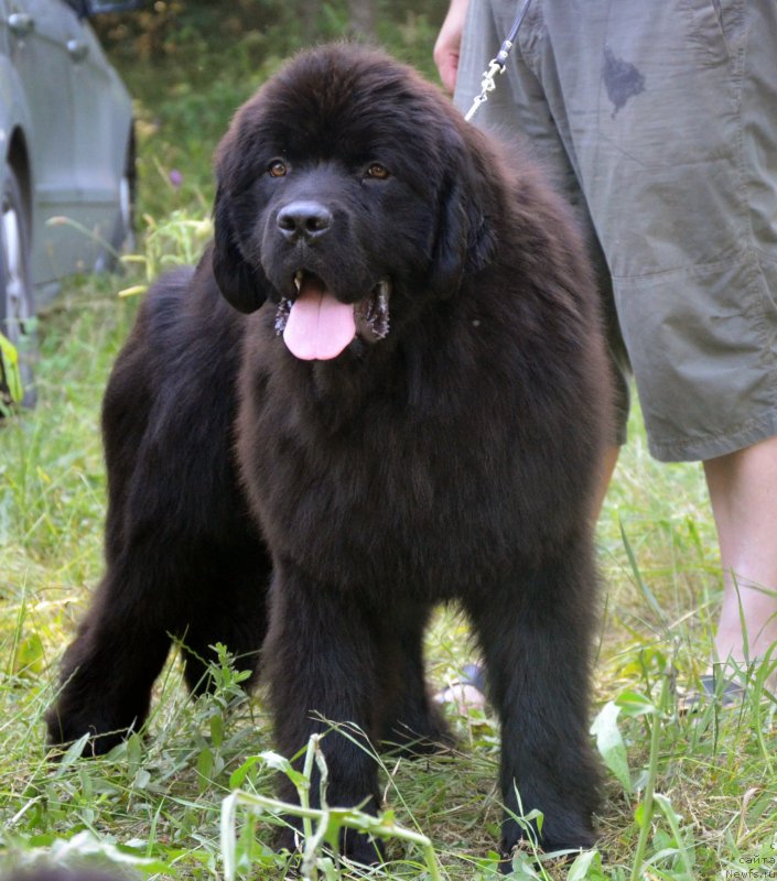 Фото: ньюфаундленд Амбер Чарм Лике А Босс