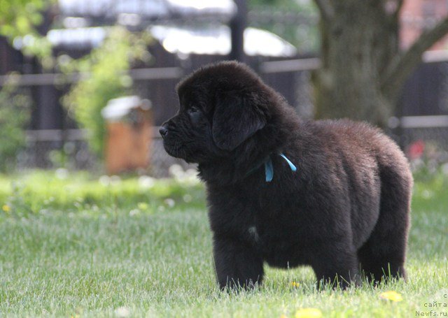 Фото: ньюфаундленд Злато Волмари Арни