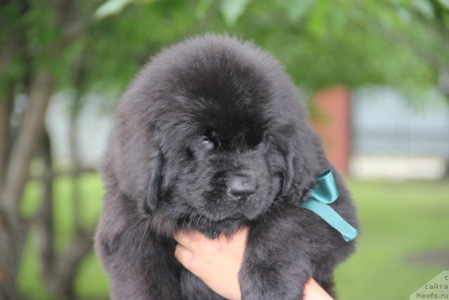 Фото: ньюфаундленд Злато Волмари Арни