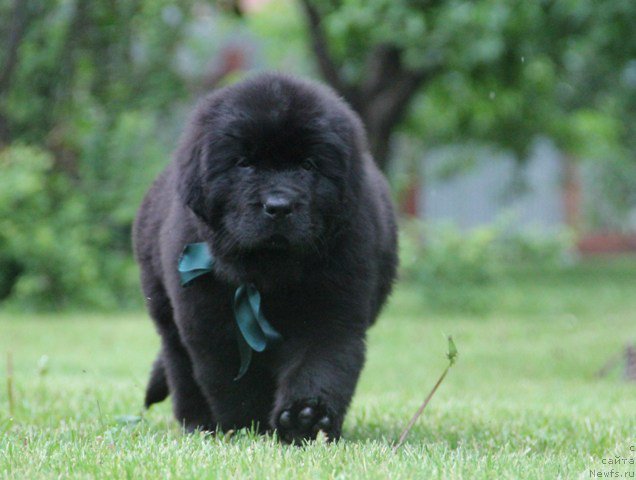 Фото: ньюфаундленд Злато Волмари Арни