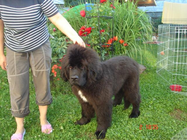 Фото: ньюфаундленд Питерньюф Жора Питерский (Piternyuf Zhora Piterskiy)