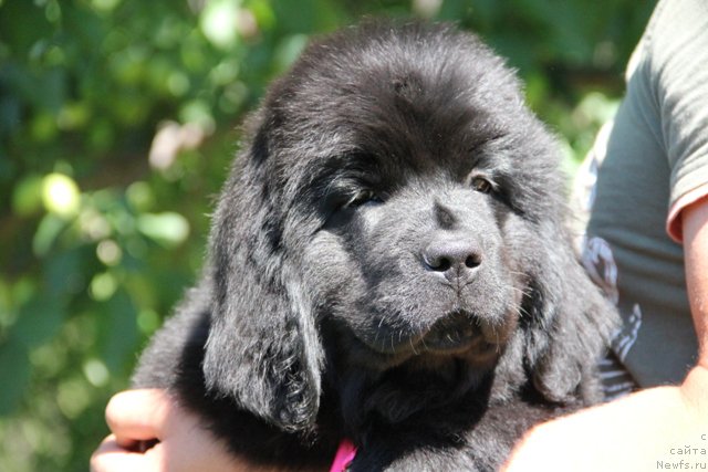 Фото: ньюфаундленд Злато Волмари Атланта