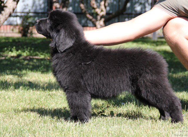 Фото: ньюфаундленд Злато Волмари Атланта