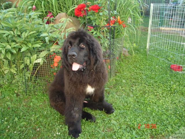 Фото: ньюфаундленд Питерньюф Жора Питерский (Piternyuf Zhora Piterskiy)