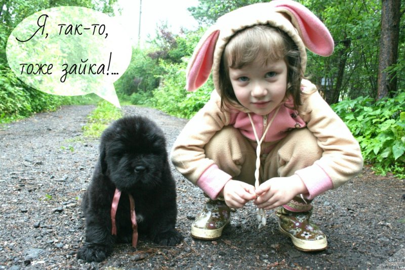 Фото: ньюфаундленд Черная Мафия Шенген Виза (Chernaya Mafia Shengen Visa)