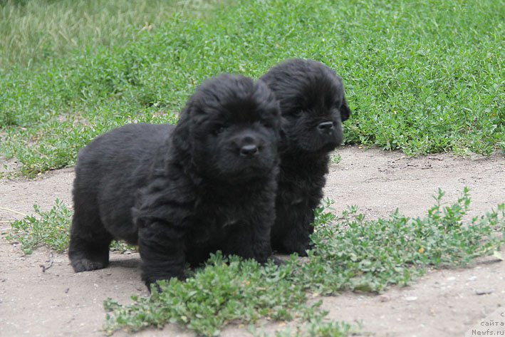 Фото: ньюфаундленд А'Портос с Берега Дона (A'Portos s Berega Dona), ньюфаундленд Атос с Берега Дона (Atos s Berega Dona)
