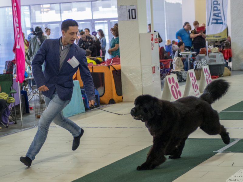 Фото: ньюфаундленд Смигар Лав Стори (Smigar Love Story), Александр Коротков