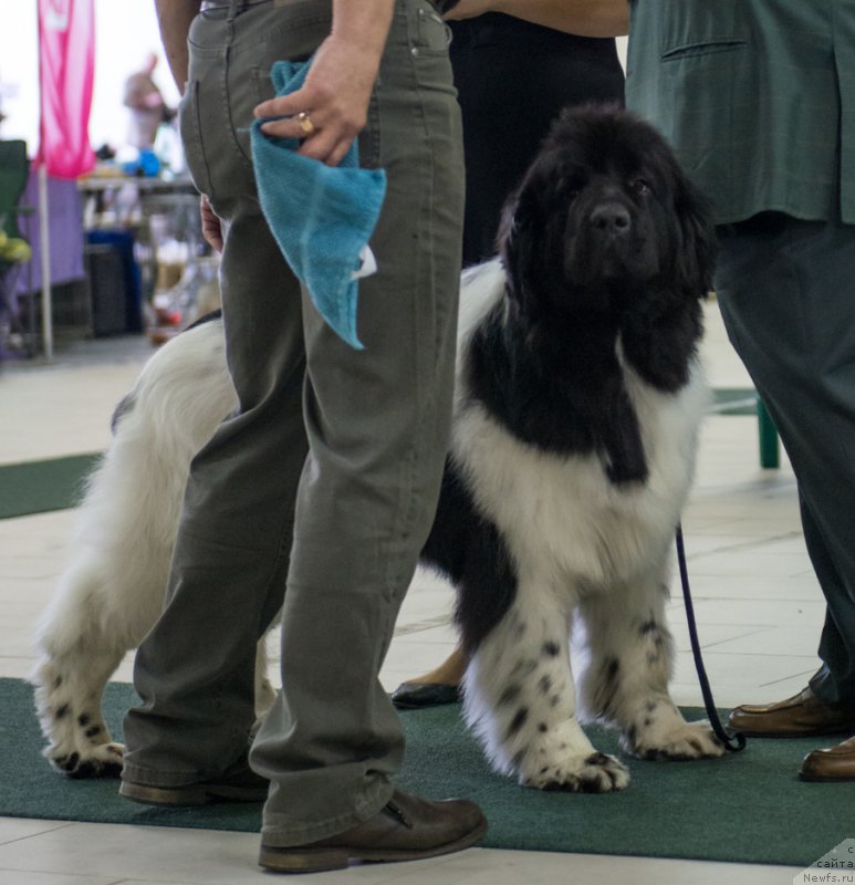 Фото: ньюфаундленд Плюшевая Панда Хаира (Plushevayа Panda Haira)