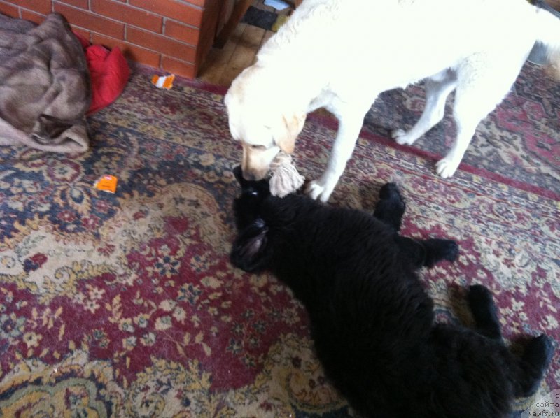 Фотография № 157788