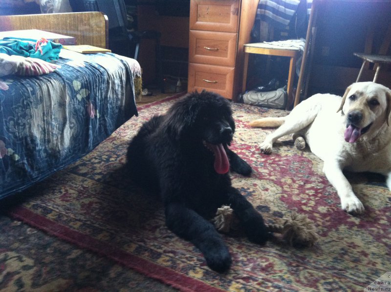 Фото: ньюфаундленд Ялта Крымская Красавица