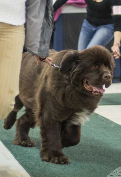 Фотография № 157795