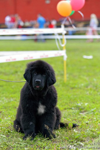 Фото: ньюфаундленд Блэк Диамонд Агидель от Потапа Чарлотта