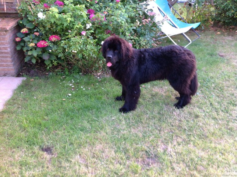 Фото: ньюфаундленд Смигар Тайм Лайн (Smigar Time Line)