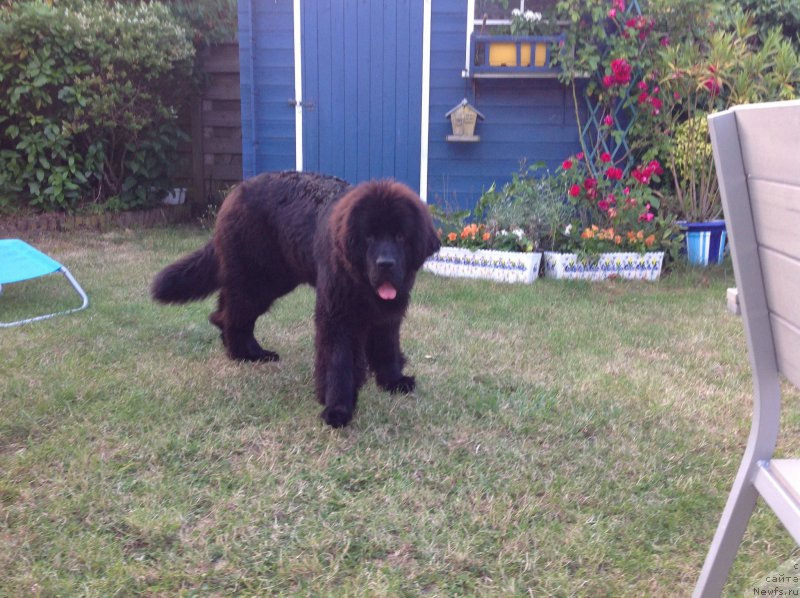 Фото: ньюфаундленд Смигар Тайм Лайн (Smigar Time Line)