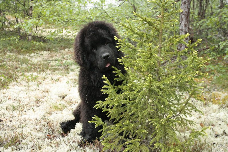 Фото: ньюфаундленд Анабелле Квин оф зэ Моунтайнс