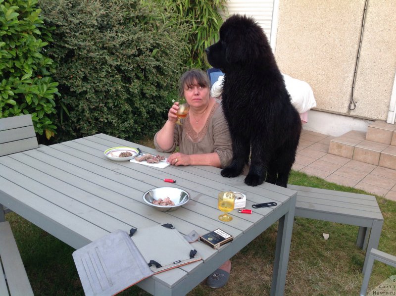 Фото: ньюфаундленд Смигар Тайм Лайн (Smigar Time Line)