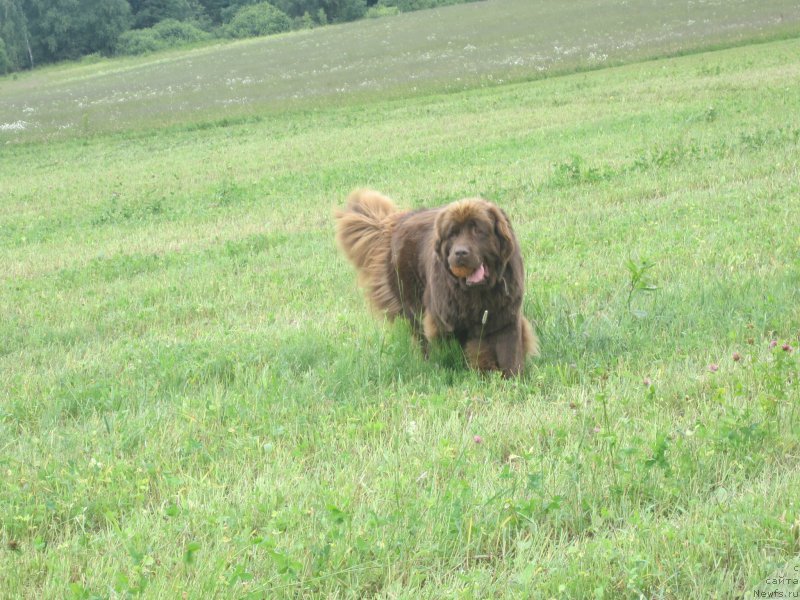 Фото: ньюфаундленд Фееричная Фортунатусси с Берега Дона (Feerichnaja Fortunatussi s Berega Dona)