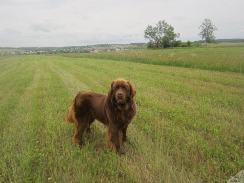 Фото: ньюфаундленд Фееричная Фортунатусси с Берега Дона (Feerichnaja Fortunatussi s Berega Dona)