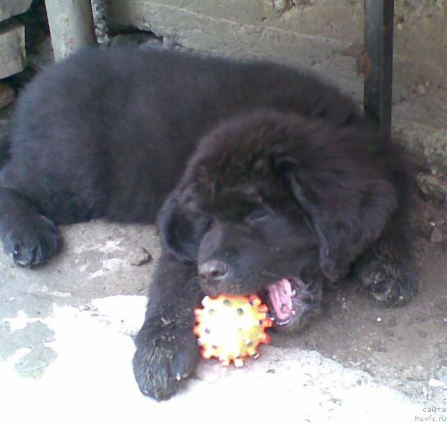 Фото: [p994]Прелесть Бонитта.