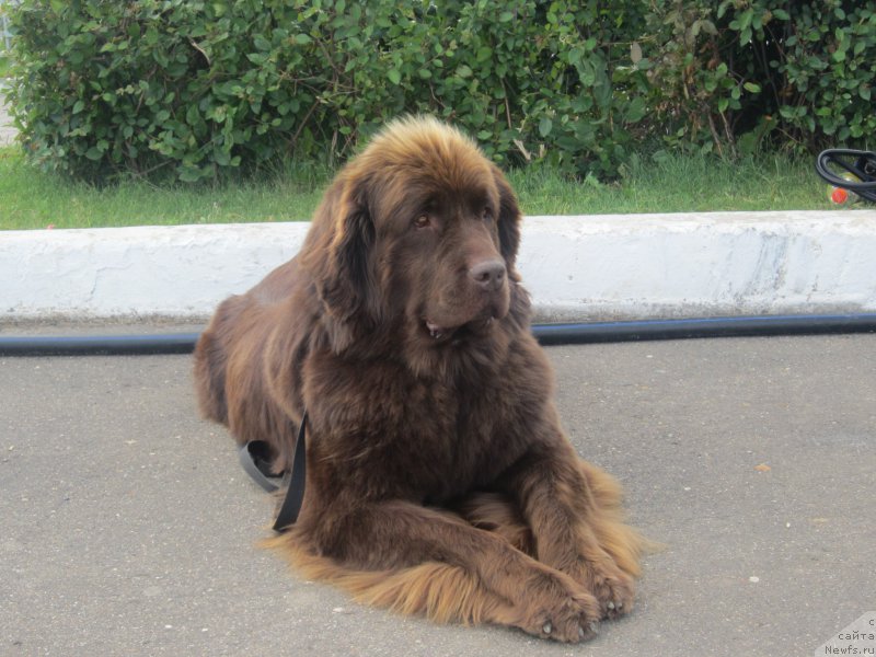 Фото: ньюфаундленд Фееричная Фортунатусси с Берега Дона (Feerichnaja Fortunatussi s Berega Dona)