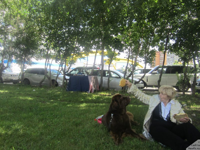 Фото: ньюфаундленд Фееричная Фортунатусси с Берега Дона (Feerichnaja Fortunatussi s Berega Dona), ньюфаундленд Фееричная Фортунатусси с Берега Дона (Feerichnaja Fortunatussi s Berega Dona)