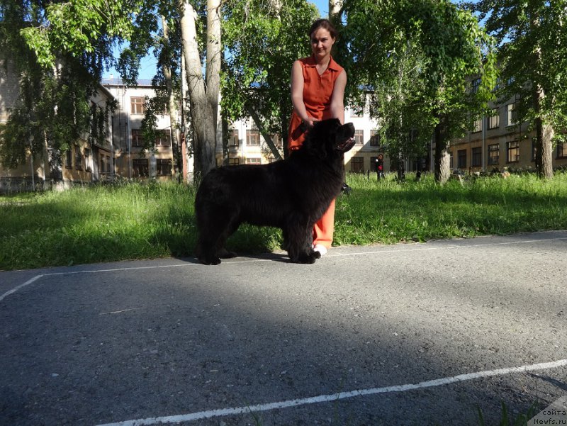 Фото: ньюфаундленд Ньюфорт Царица Ночи, Ксения Новикова