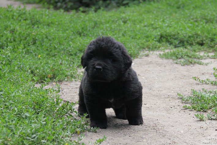 Фото: ньюфаундленд А'Портос с Берега Дона (A'Portos s Berega Dona)