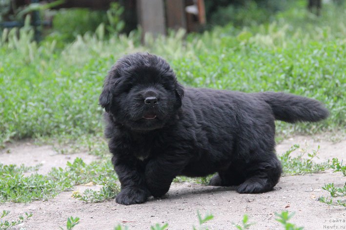 Фото: ньюфаундленд А'Портос с Берега Дона (A'Portos s Berega Dona)