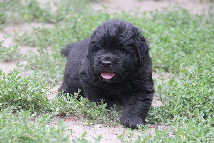 Фото: ньюфаундленд А'Портос с Берега Дона (A'Portos s Berega Dona)