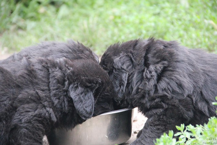 Фото: ньюфаундленд А'Портос с Берега Дона (A'Portos s Berega Dona), ньюфаундленд Атос с Берега Дона (Atos s Berega Dona), ньюфаундленд Арамис с Берега Дона (Aramis s Berega Dona)