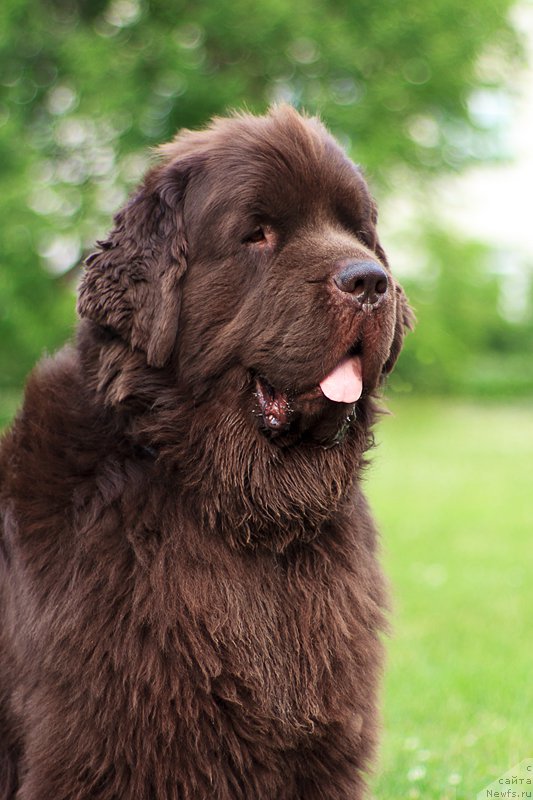 Фото: ньюфаундленд Исполин из Царства Медведей