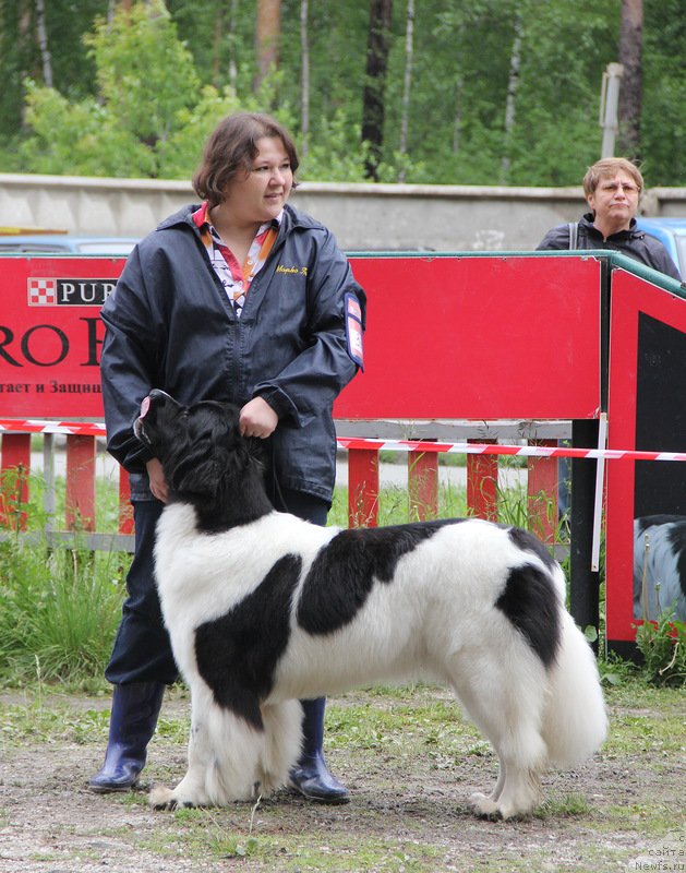 Фото: ньюфаундленд Супер Бизон Куба