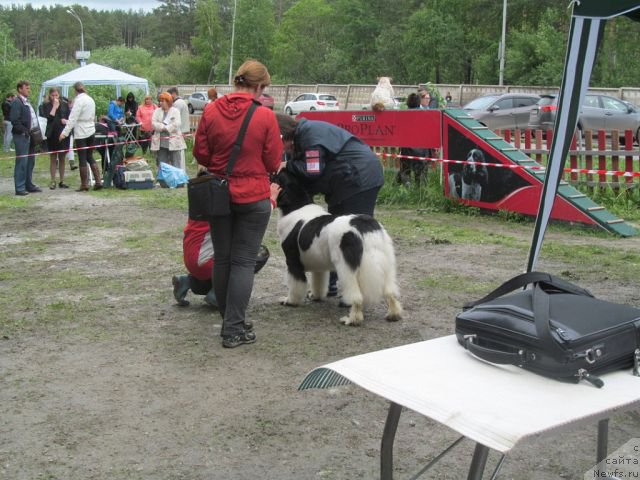 Фото: ньюфаундленд Супер Бизон Куба