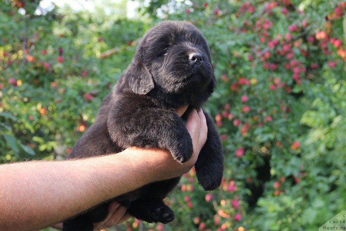 Фото: ньюфаундленд Арамис с Берега Дона (Aramis s Berega Dona)