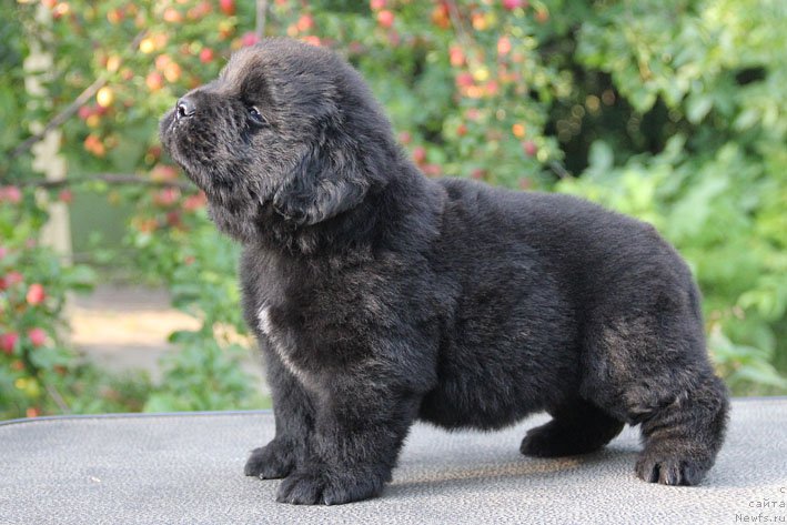 Фото: ньюфаундленд Арамис с Берега Дона (Aramis s Berega Dona)