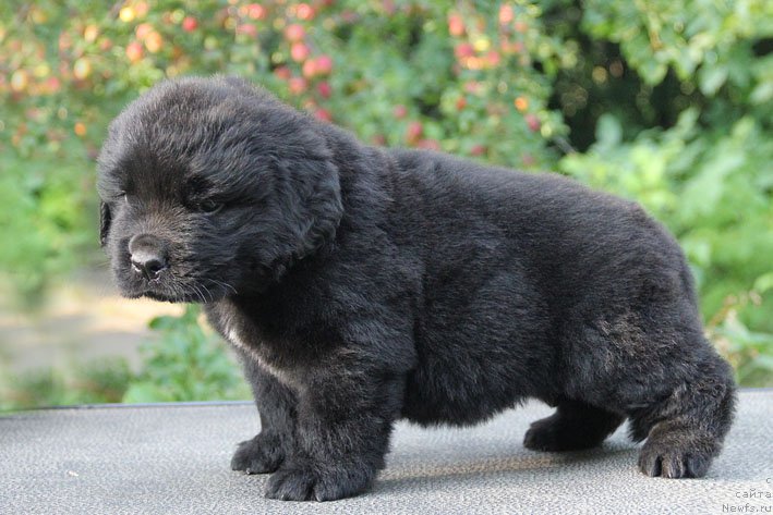 Фото: ньюфаундленд Арамис с Берега Дона (Aramis s Berega Dona)