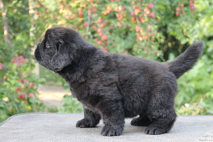 Фото: ньюфаундленд Арамис с Берега Дона (Aramis s Berega Dona)