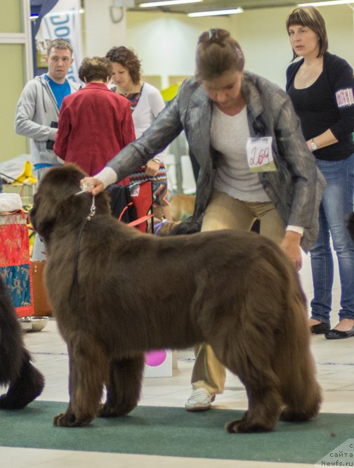 Фото: ньюфаундленд Акватория Келвин Хизер Хани (Aquatoriya Kelvin Heather Honey), Юлиана Никифорова