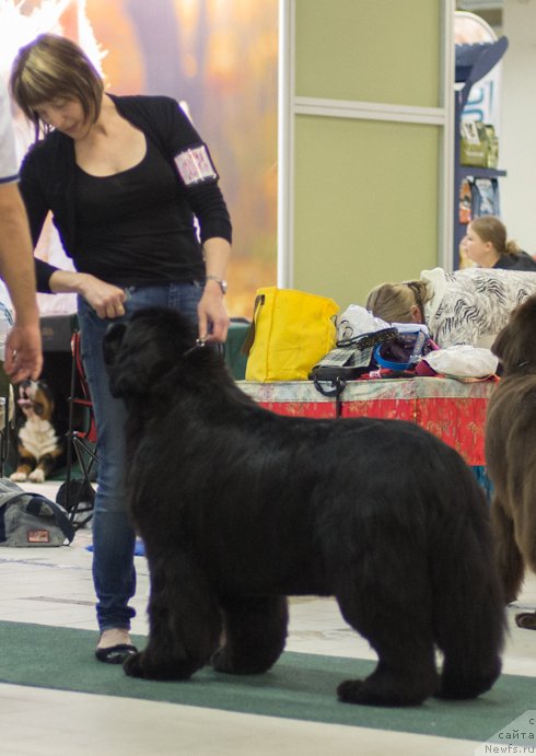 Фото: ньюфаундленд Goldbears Eloveena Girl